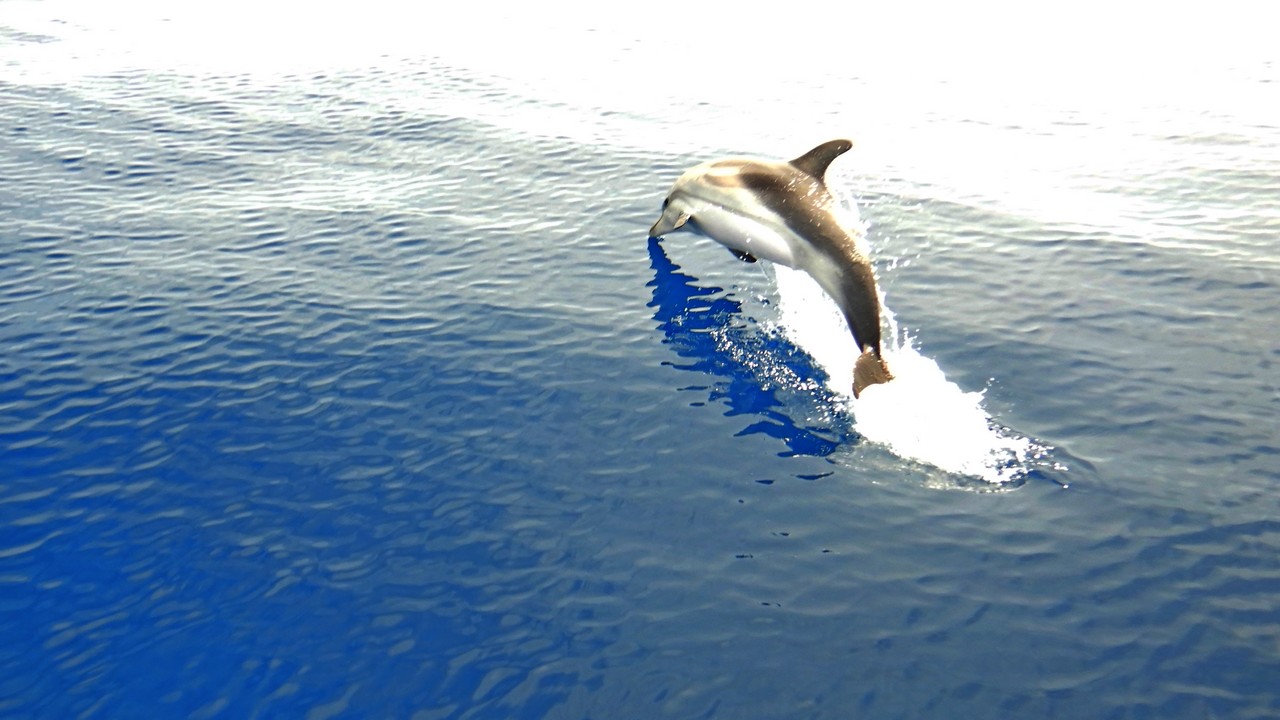 Plachtění s delfíny 5/2021